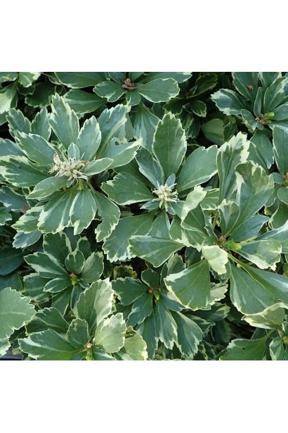 Крупним планом листя Пахісандри верхівкової Variegata зі світлими краями. 